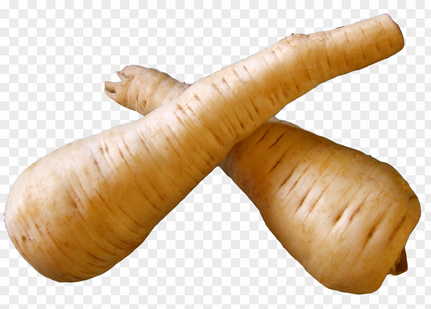 Fresh Parsnip Root Vegetable Turnip Knackwurst PNG