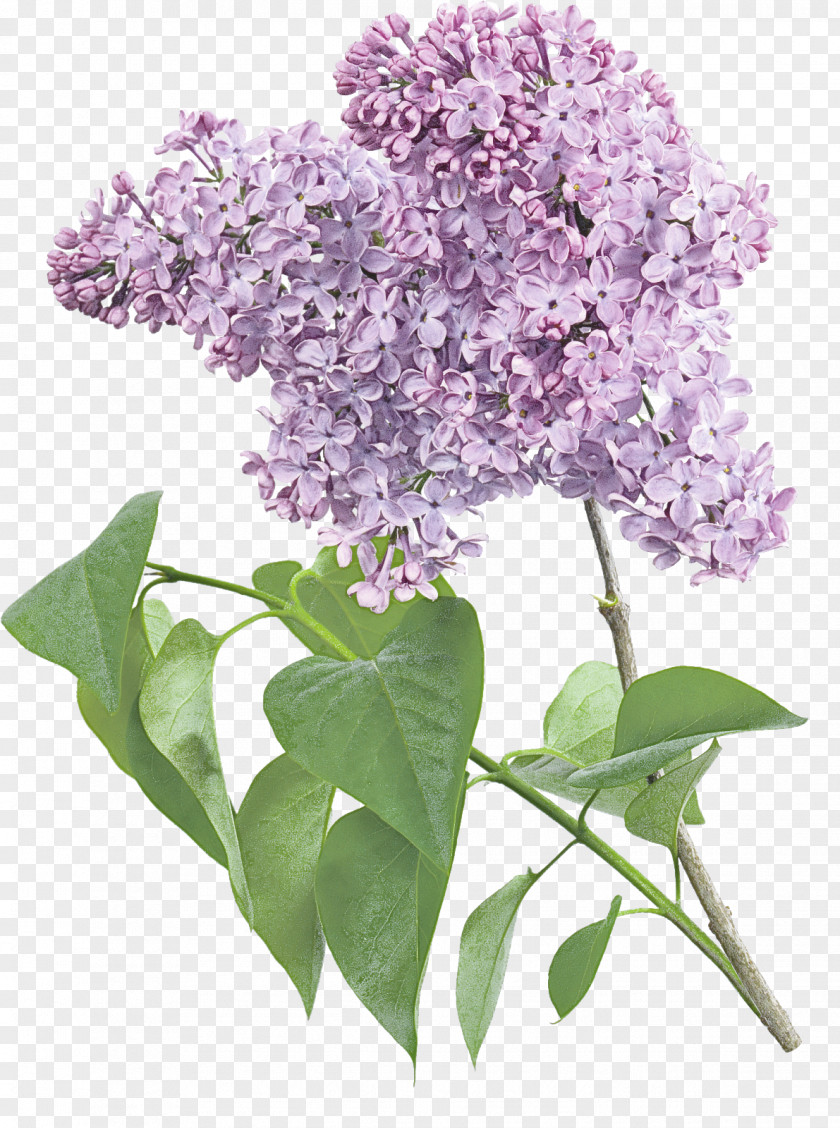 Hydrangea Cut Flowers Flower Flowering Plant Lilac PNG