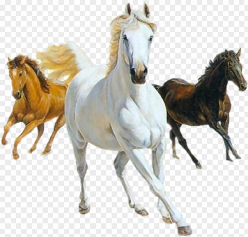 Mustang Icelandic Horse Colt Canter And Gallop Clip Art PNG