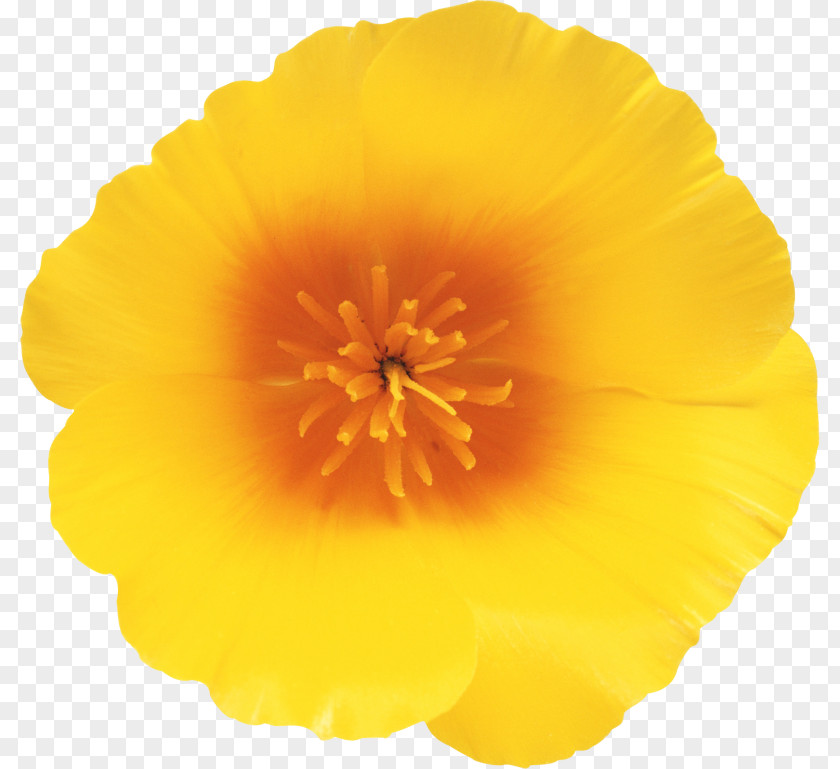 Flower California Poppy Wildflower Clip Art PNG