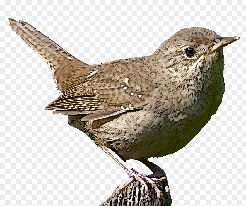 Bird House Wren Beak Bewick S PNG