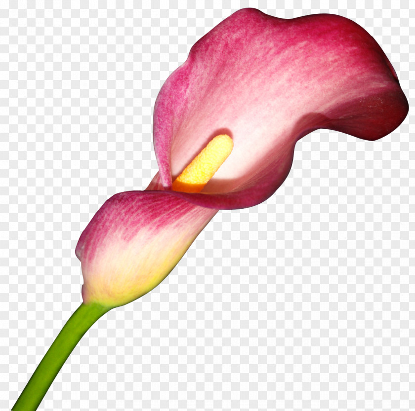 Callalily Flower Arum-lily Arum Lilies Clip Art PNG