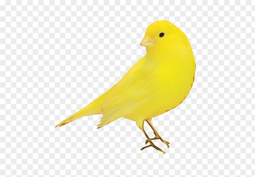 Feather Perching Bird PNG
