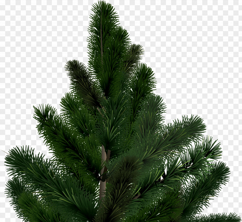 Fir-Tree Image Pine Christmas Tree Conifer Cone PNG