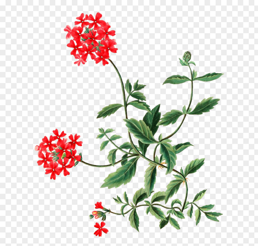 Flower Botany Botanical Illustration Poster PNG