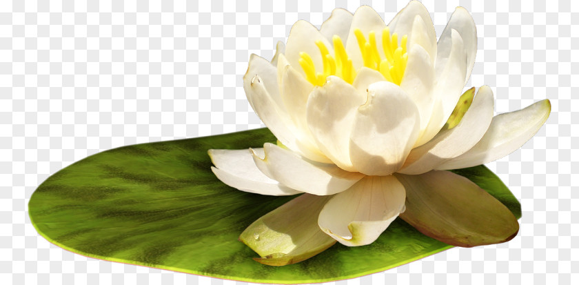 Flower Water Lily Clip Art PNG