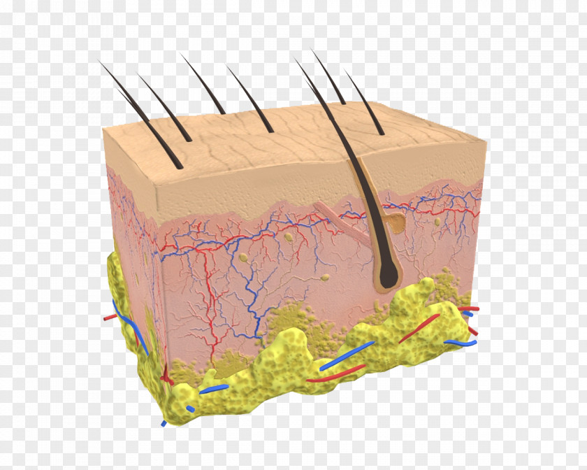 Free Matting Skin Model Hair Follicle DNA Paternity Testing PNG