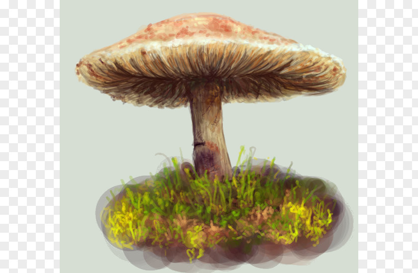 Mushroom Fungus Edible Medicinal Fungi Medicine PNG