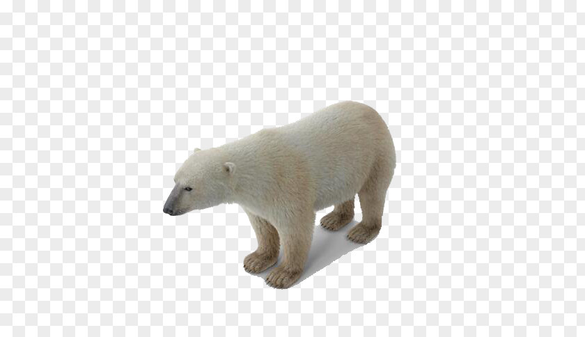 Polar Bear Baby Regions Of Earth PNG