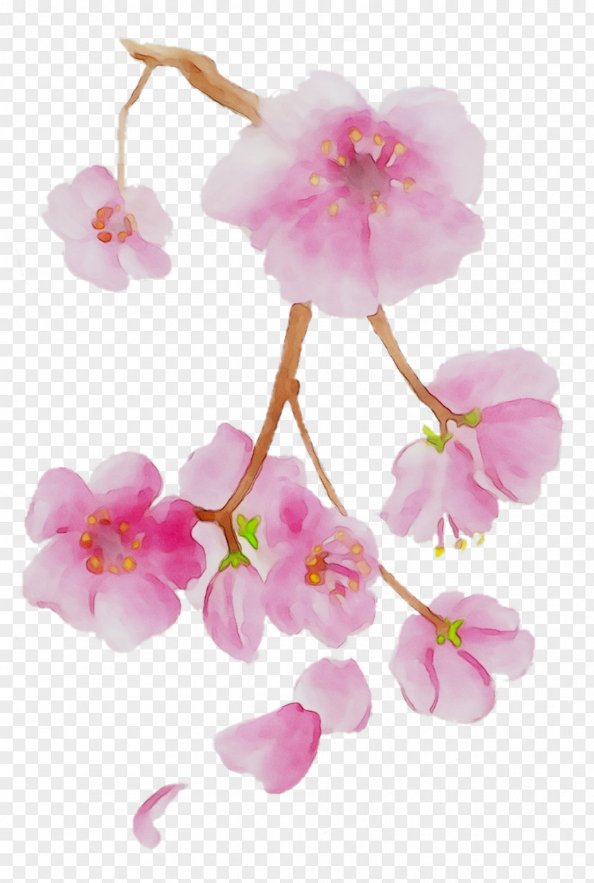 Moth Orchids ST.AU.150 MIN.V.UNC.NR AD Cherry Blossom Pink M PNG