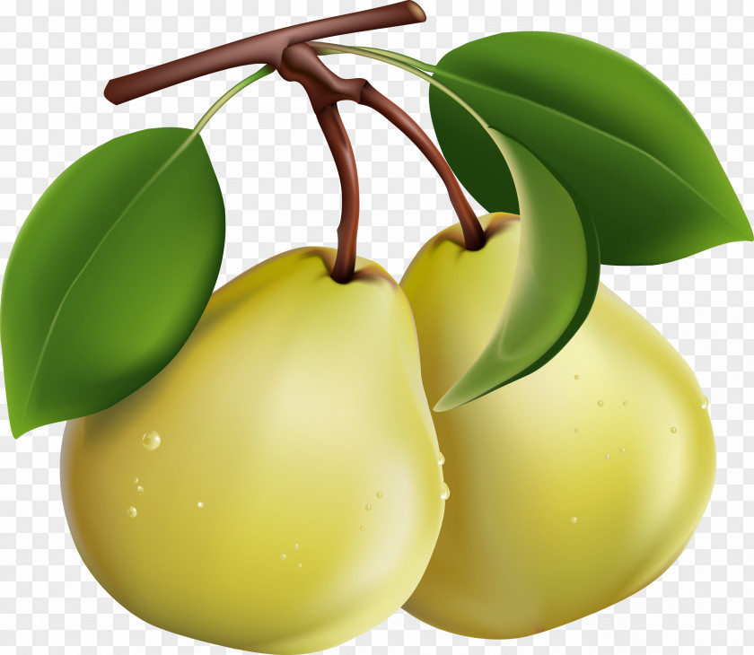 Pear Picture Fruit Salad Computer File PNG