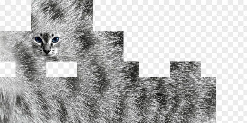 Skinhead Cat Fur Texture Mapping Katzenfell PNG