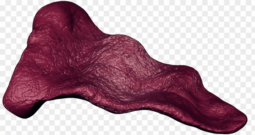 Tongue Texture Mapping Mouth 3D Computer Graphics Saliva PNG
