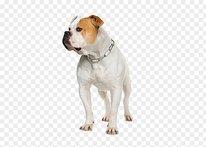 American Bulldog Pit Bull Terrier Olde English Bulldogge Boxer PNG