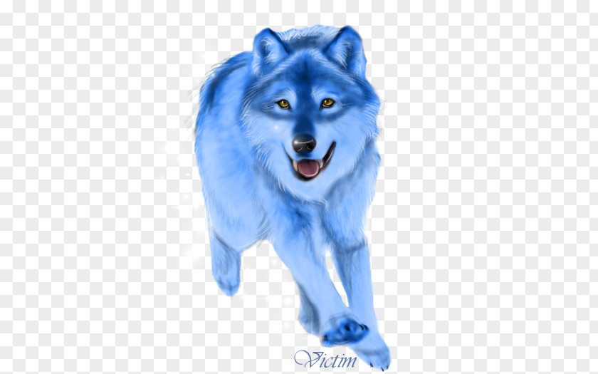 BLUE WOLF Dog Mammal Canidae Snout Carnivora PNG