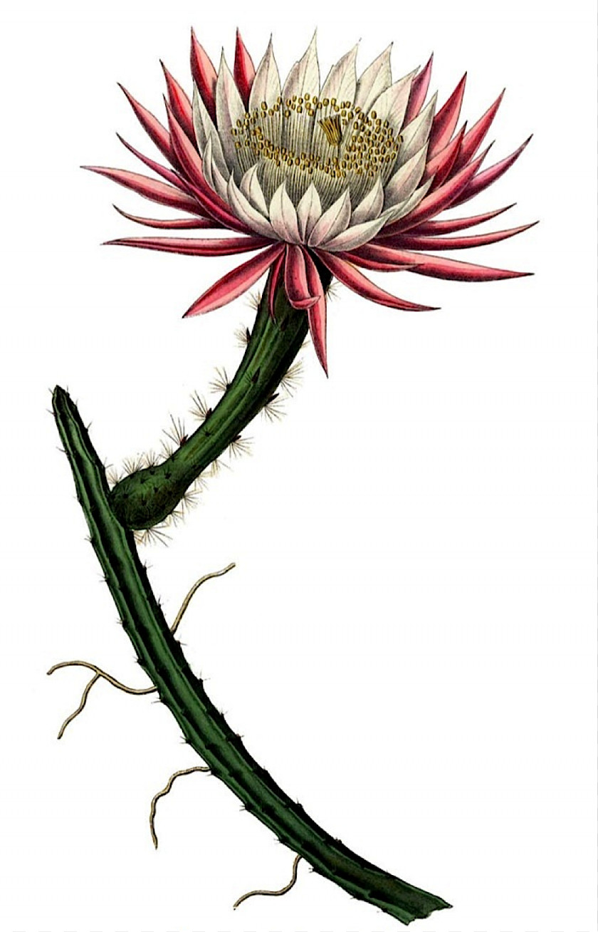 Cactus Selenicereus Spinulosus Grandiflorus Flowering Plant Stem PNG