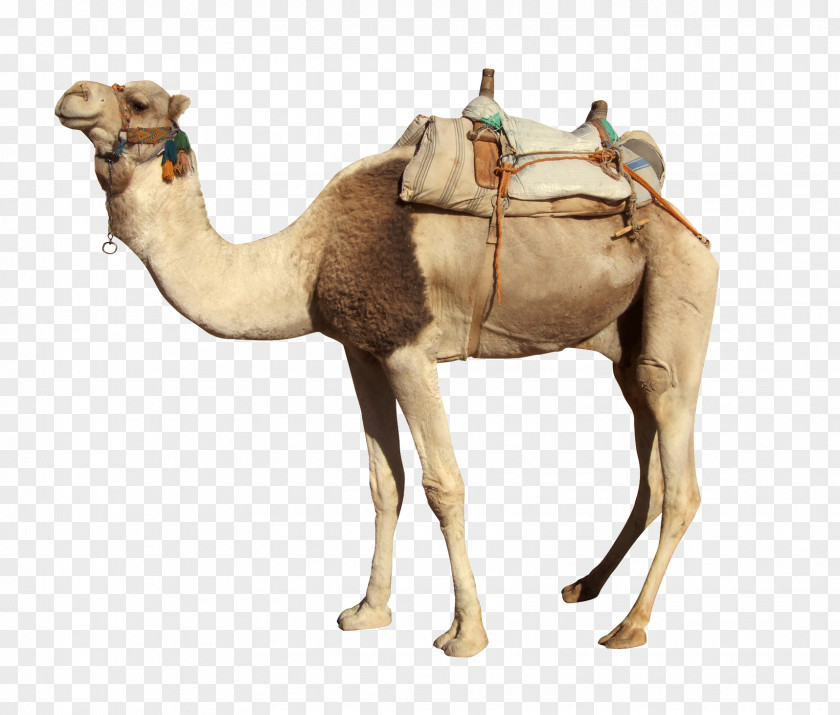 Camel Stock Photography Royalty-free Image PNG