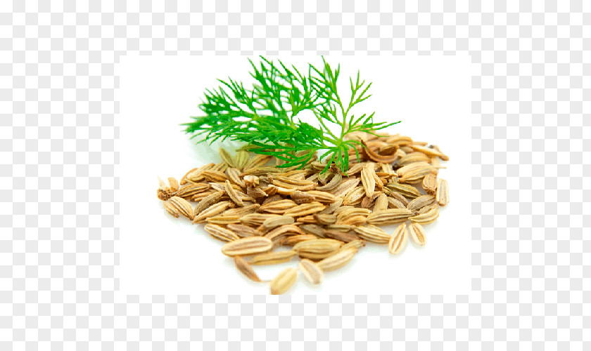 Dill Seed Fennel English Lavender Herb PNG