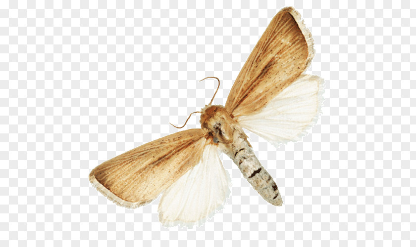 Insect Silkworm Turnip Moth Butterflies And Moths Fruit Flies PNG
