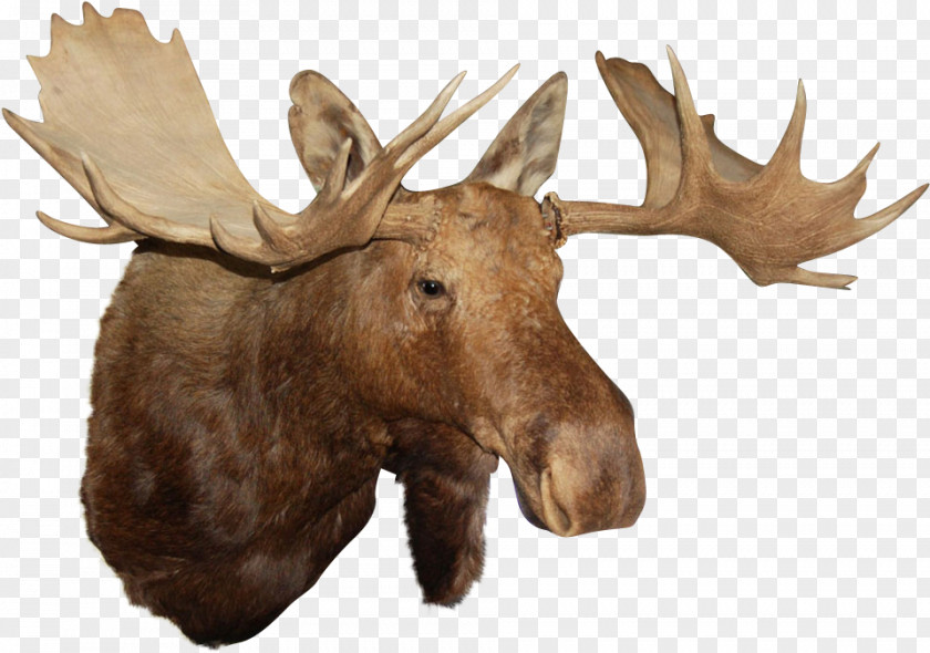 Moose Silhouette Head Reindeer Clip Art Image PNG