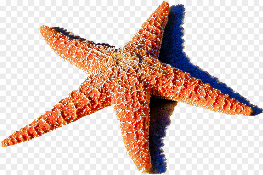 Orange Life Travel Sea PNG