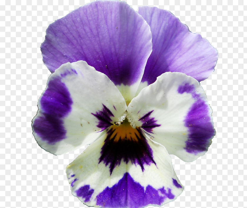 Camellia Vector Pansy Violet Lilac Flower Viola Sororia PNG