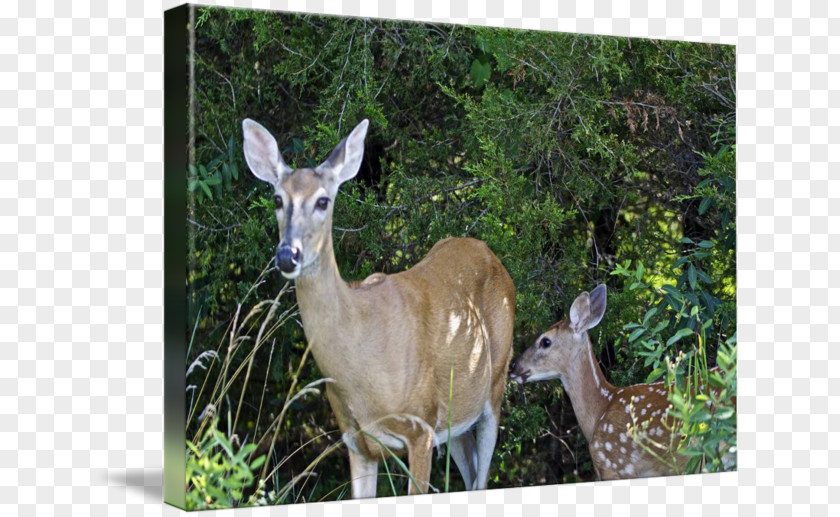 Deer Watercolor White-tailed Musk Nature Reserve Antler PNG