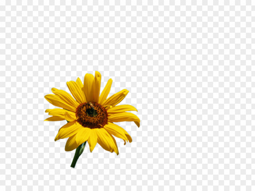 Flowera Common Sunflower PNG