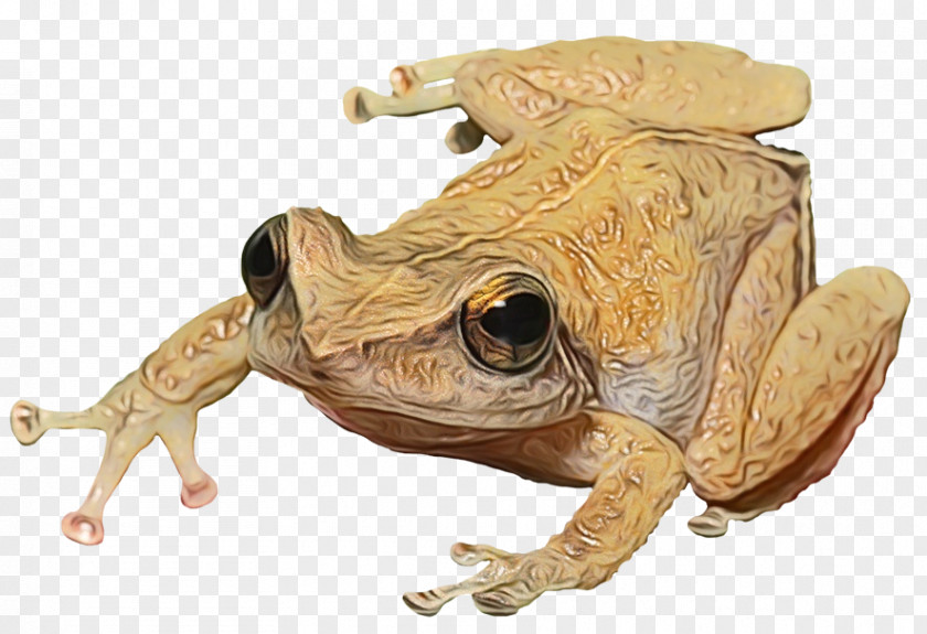 Toad True Frog Fauna Terrestrial Animal PNG