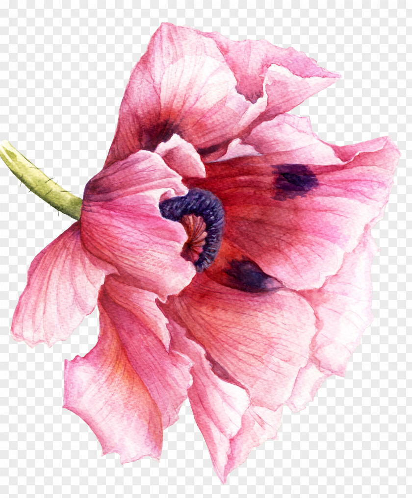 Watercolor Painting Drawing Poppy Sculpture PNG