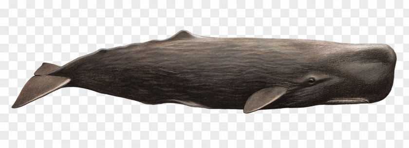 Whale PNG clipart PNG