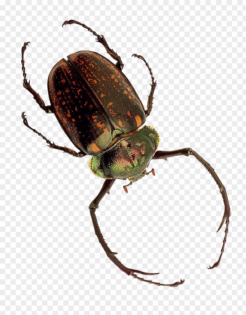 Insect Dung Beetle PNG