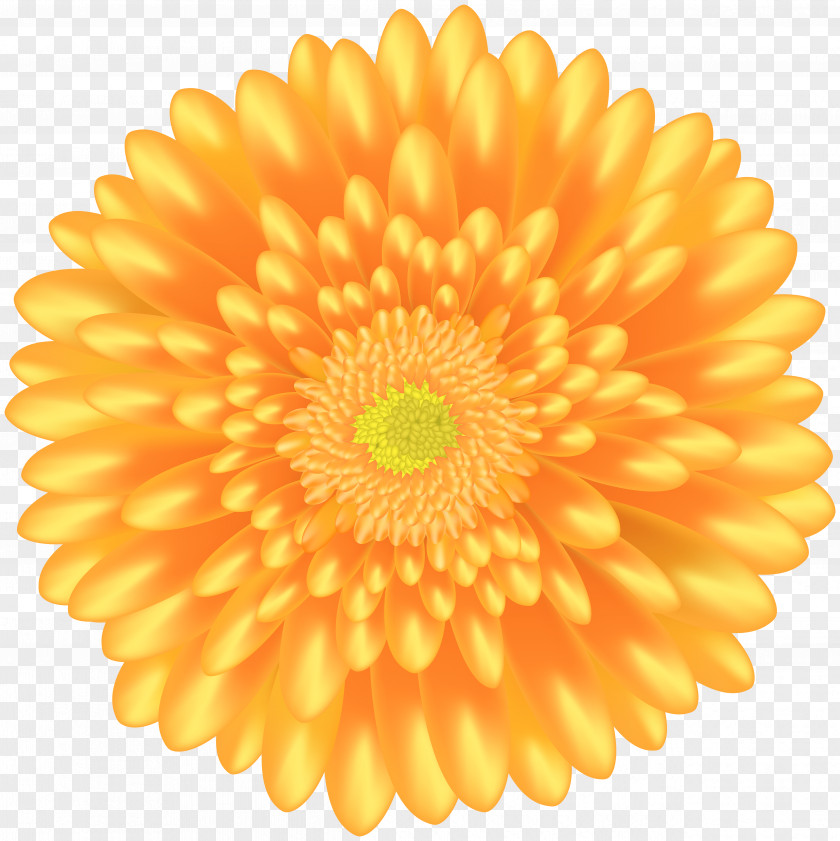 Orange Flower Clip Art PNG