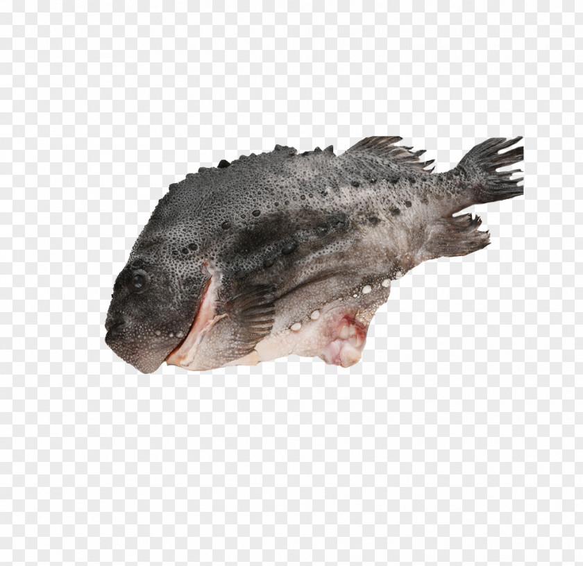 The Boat On Frozen Sea Fish Blue-Spotted Grouper Seafood Cucumber PNG
