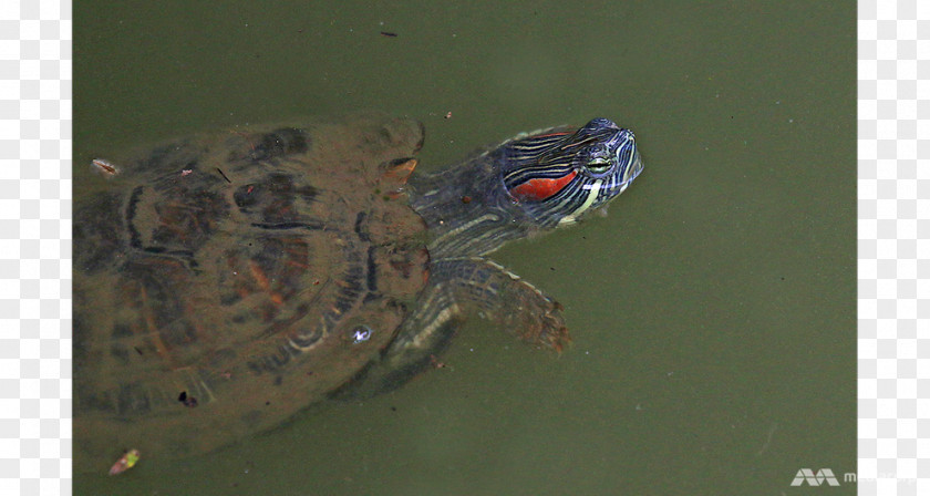 Turtle Box Tortoise Animal Emydidae PNG