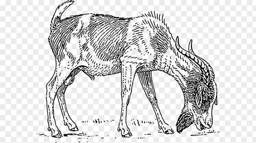 Goat Eat Anglo-Nubian Boer Pygmy Black Bengal Alpine Ibex PNG