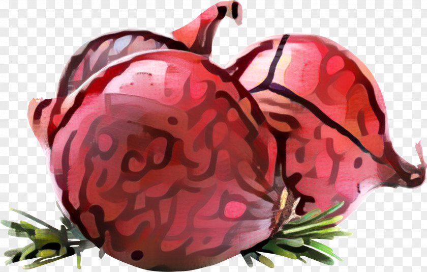 Insect Pink M Pollinator Fruit PNG
