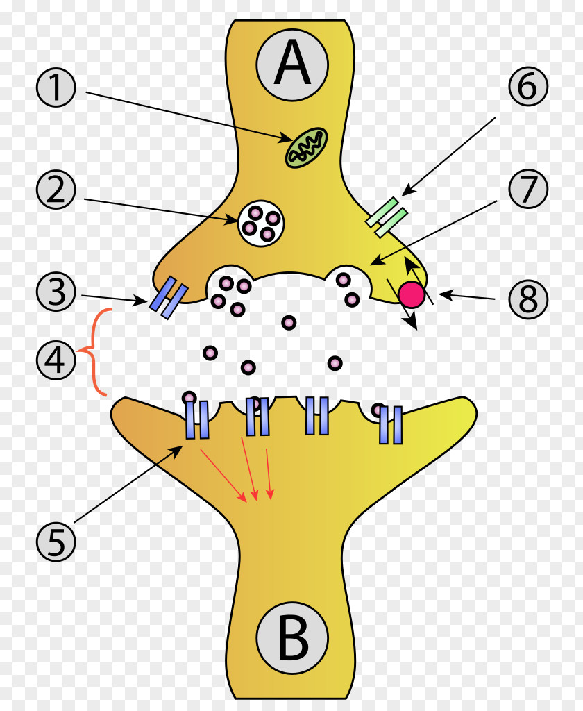 Neurons Chemical Synapse Neuron Synaptic Vesicle Axon PNG