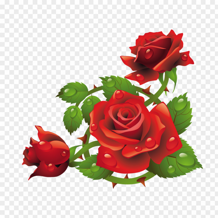 Rose Stock Photography Stock.xchng Vector Graphics Floral Design PNG