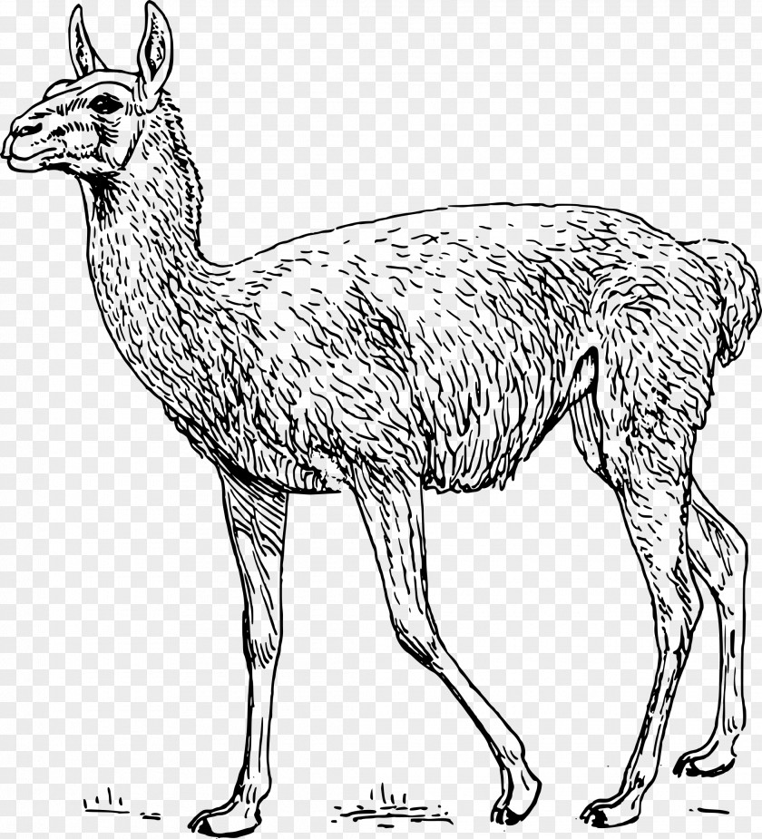 Alpaca Guanaco Llama Drawing Clip Art PNG