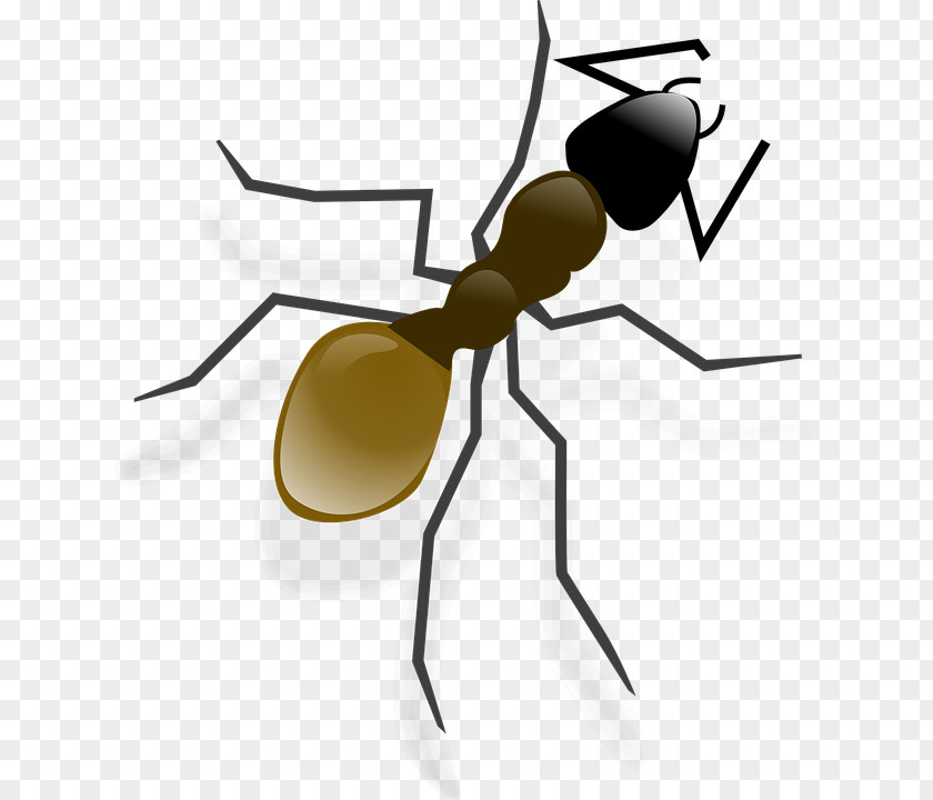 Ants Icon Andy Ant Clip Art PNG