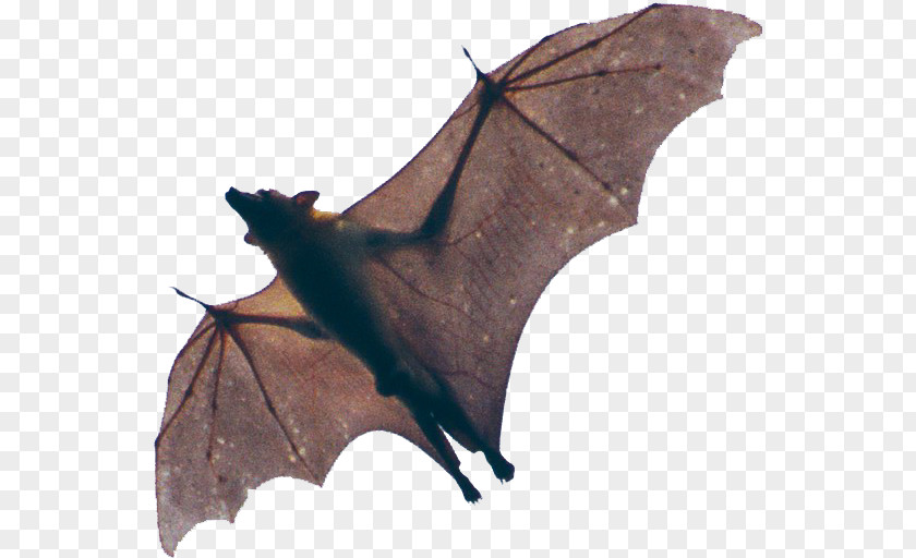 Bat Kasanka National Park Vampire Spectacled Flying Fox Megabat PNG