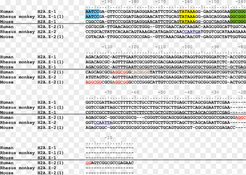 Chromatogram Histone H2A H2AFZ Nucleic Acid Sequence TATA Box PNG