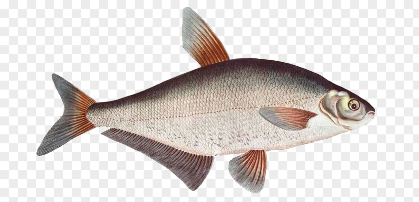 Fish Common Carp Goldfish Northern Red Snapper Crucian Milkfish PNG
