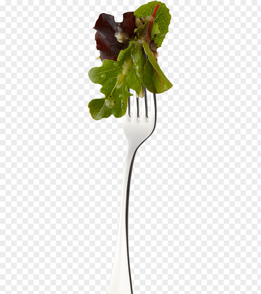 Fresh Mint Leaves Vinaigrette Leaf Agave Nectar Salad Dressing PNG