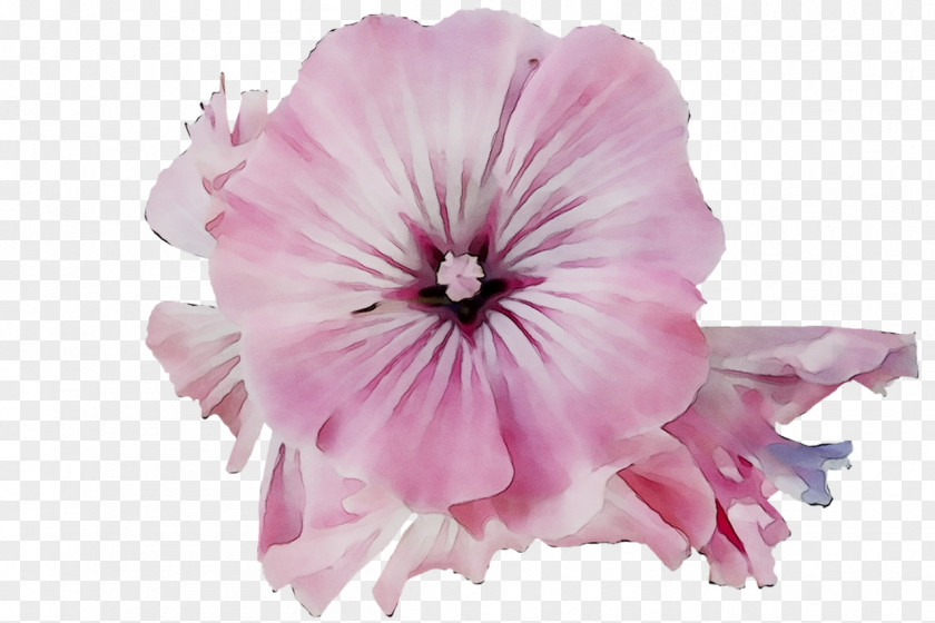 Pink M Cut Flowers Herbaceous Plant Family Invest D.o.o. PNG