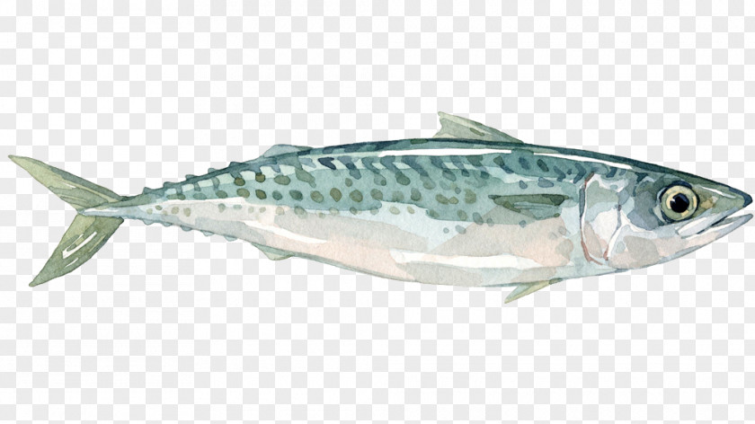 Blue Mackerel Fish Sardine Products Anchovy Oily PNG