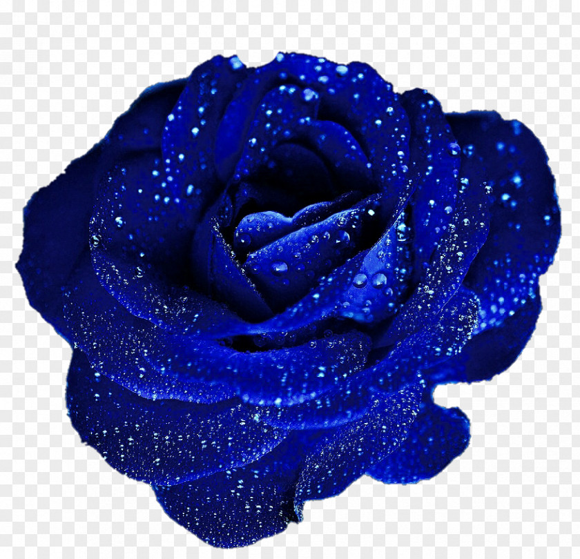 Blue Rose Cliparts Flower Clip Art PNG