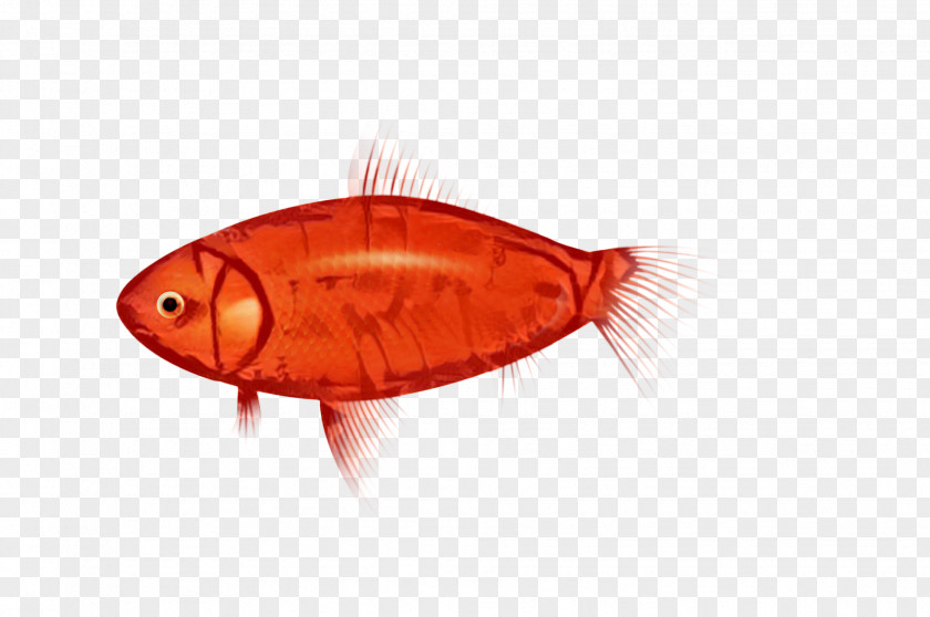 Fish Orange S.A. PNG