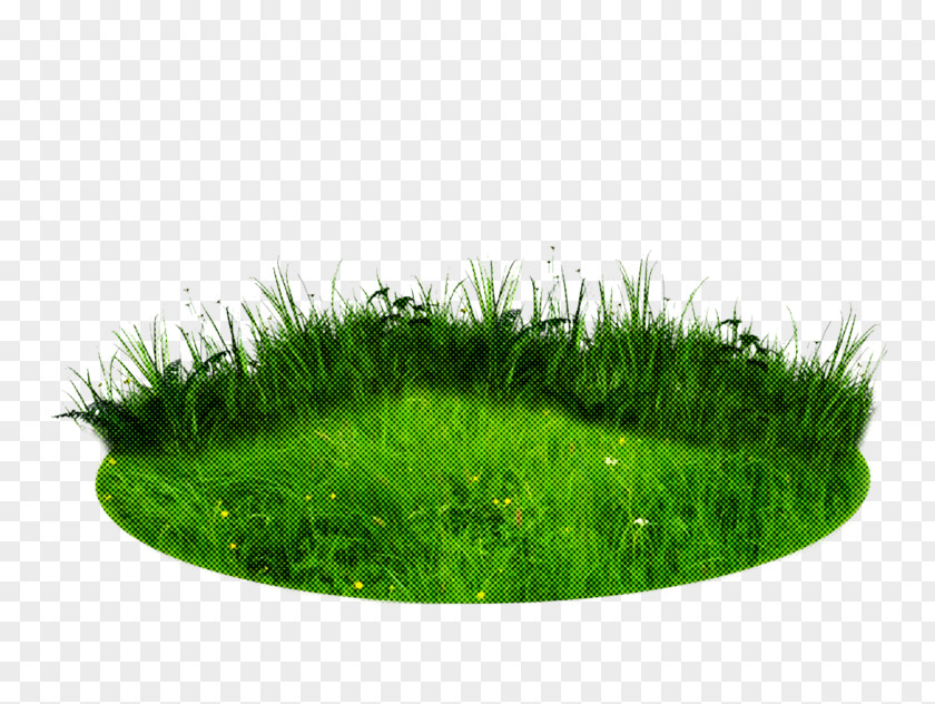 Grass Green Lawn Plant Family PNG